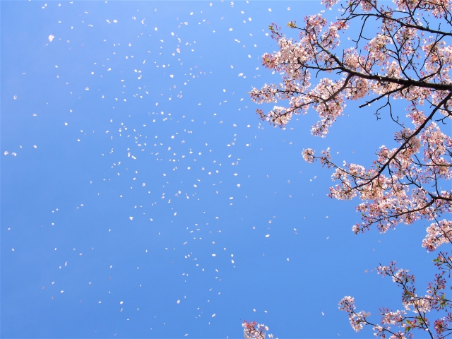 空に舞う桜吹雪